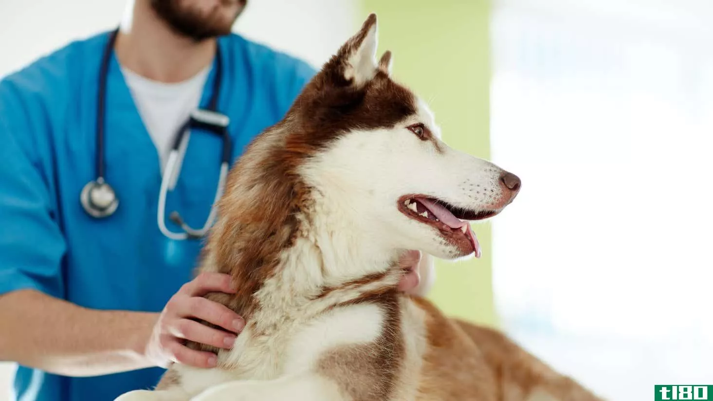 Image for article titled How to Train Your Dog to Like the Vet