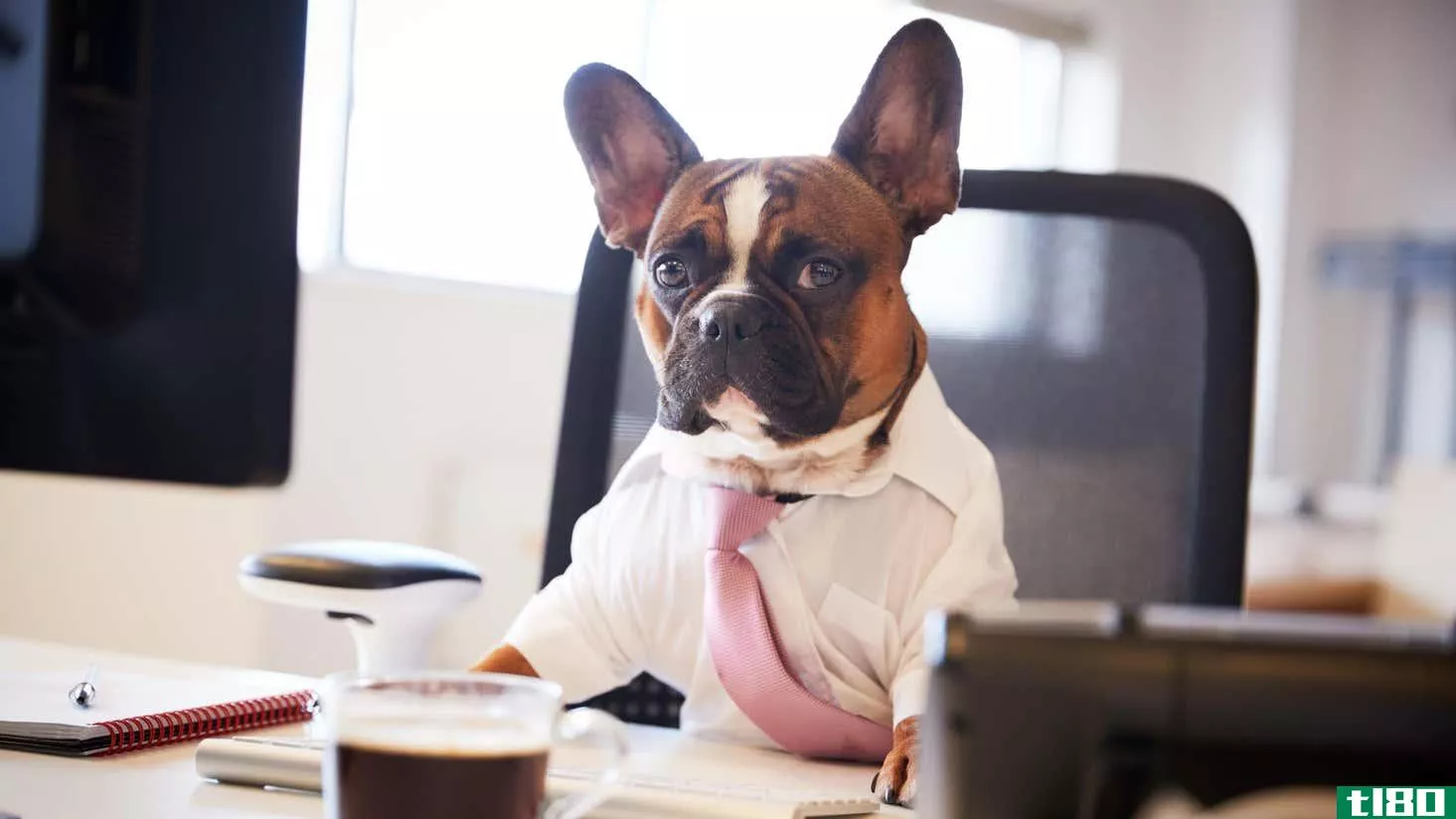 Image for article titled How to Bring Your Dog to Work Without Being an Asshole