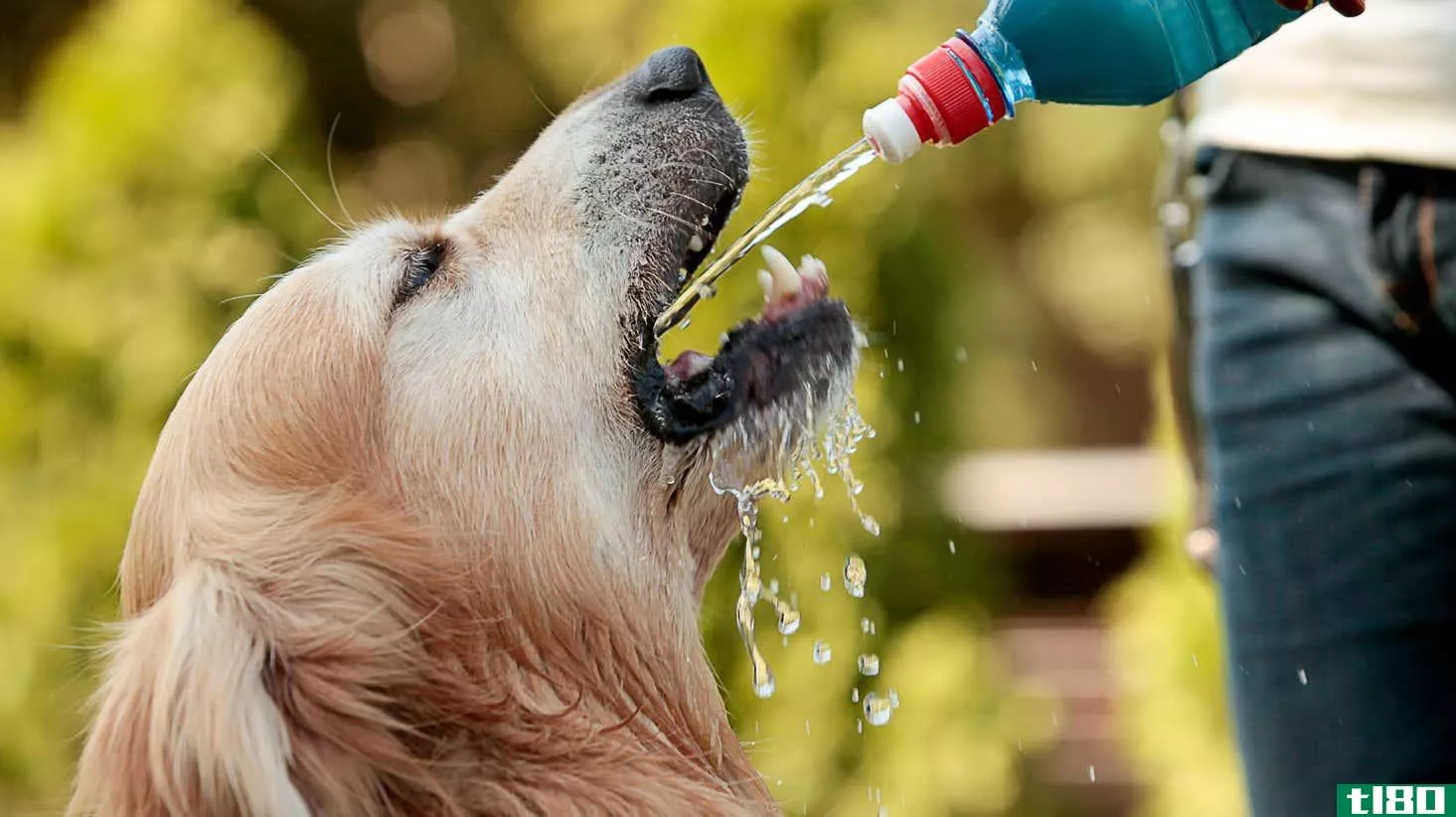 Image for article titled Yes, Your Dog Can Drink Too Much Water (and How to Tell)