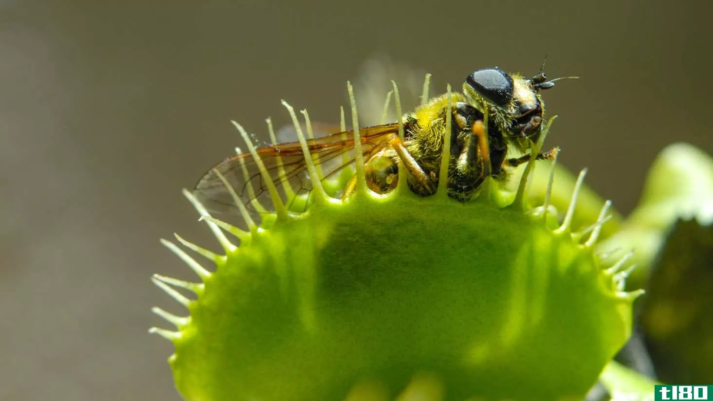 Image for article titled How to Grow Plants That Eat Things