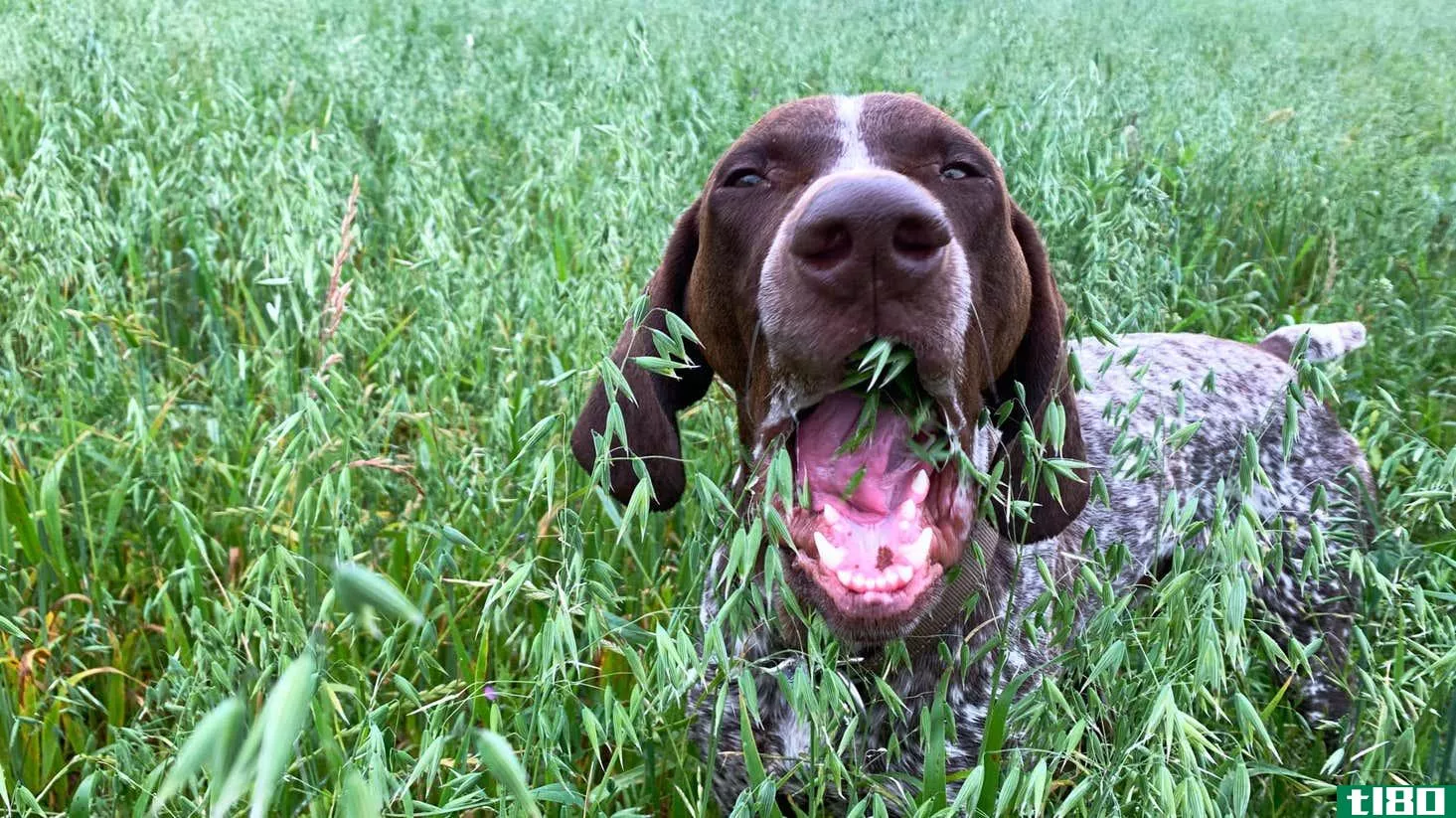 Image for article titled How to Stop Your Dog From Eating Grass
