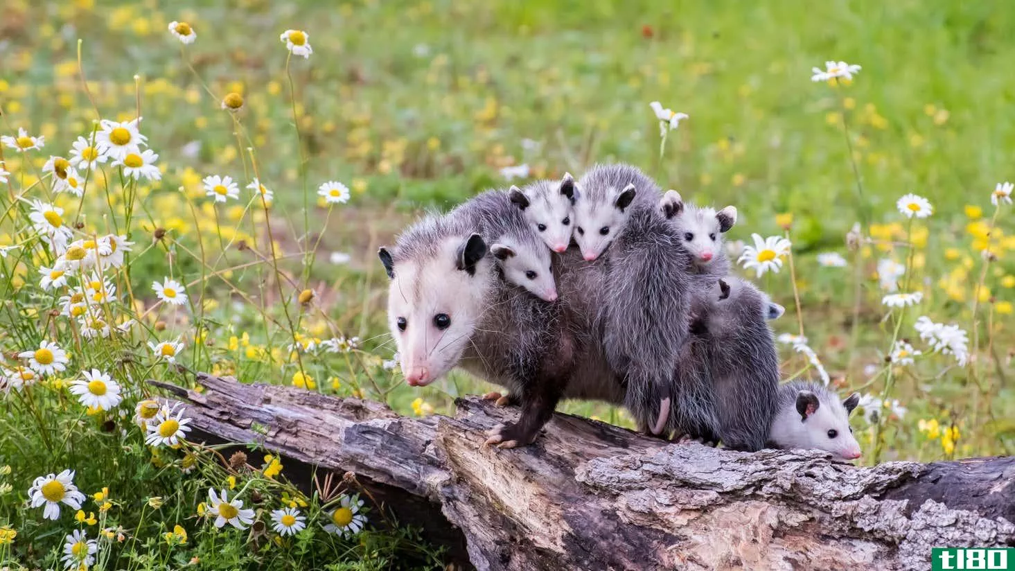 Image for article titled The Difference Between a Possum and an Opossum