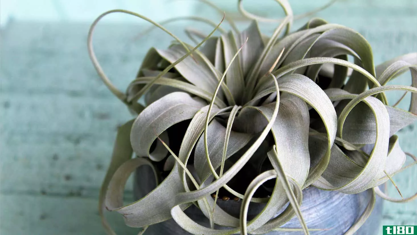 Image for article titled How to Take Care of Air Plants