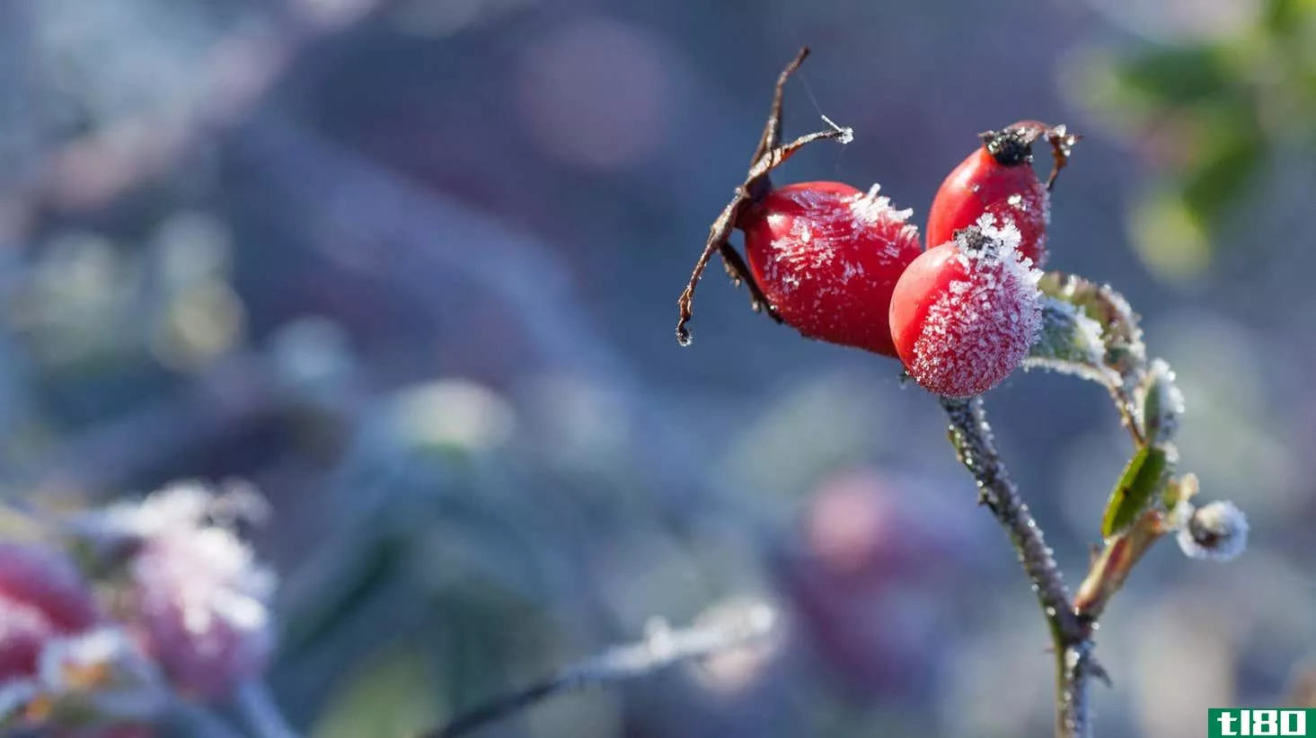 Image for article titled How to Prepare Your Garden for the First Frost