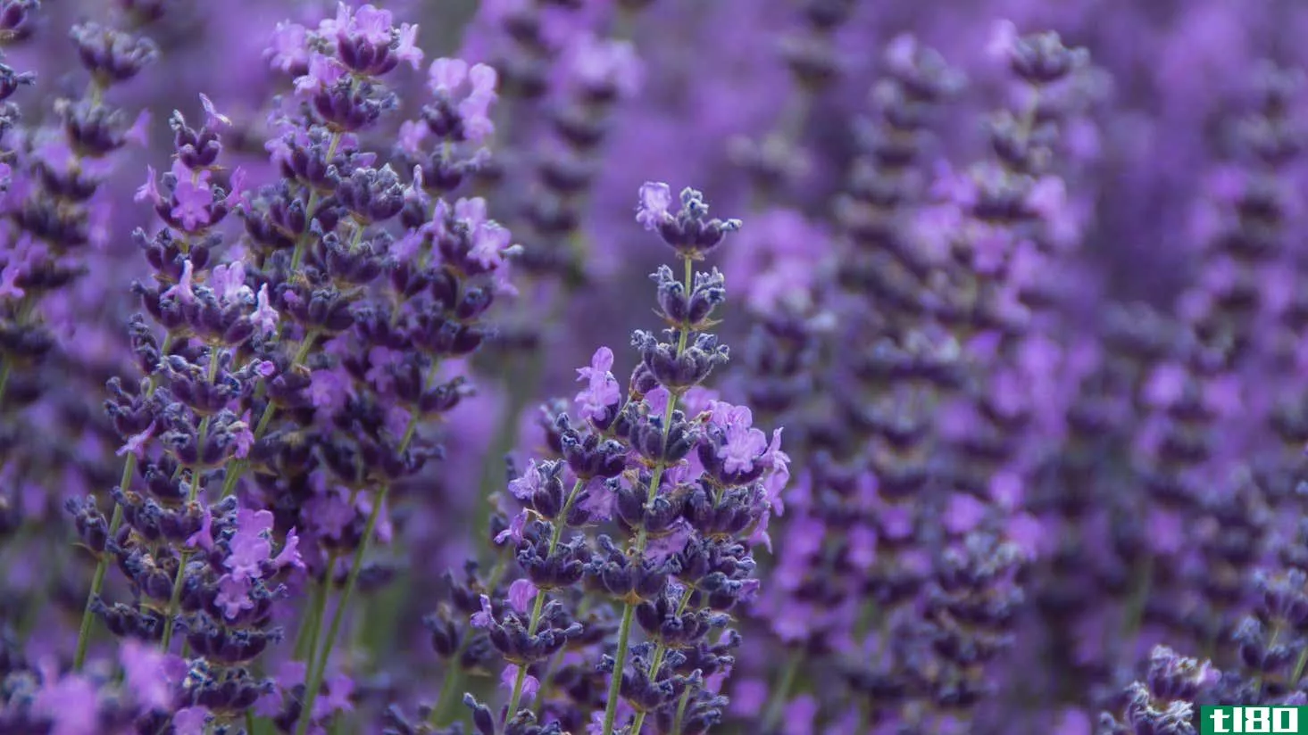 Image for article titled The Difference Between French and English Lavender, and Which to Plant in Your Garden