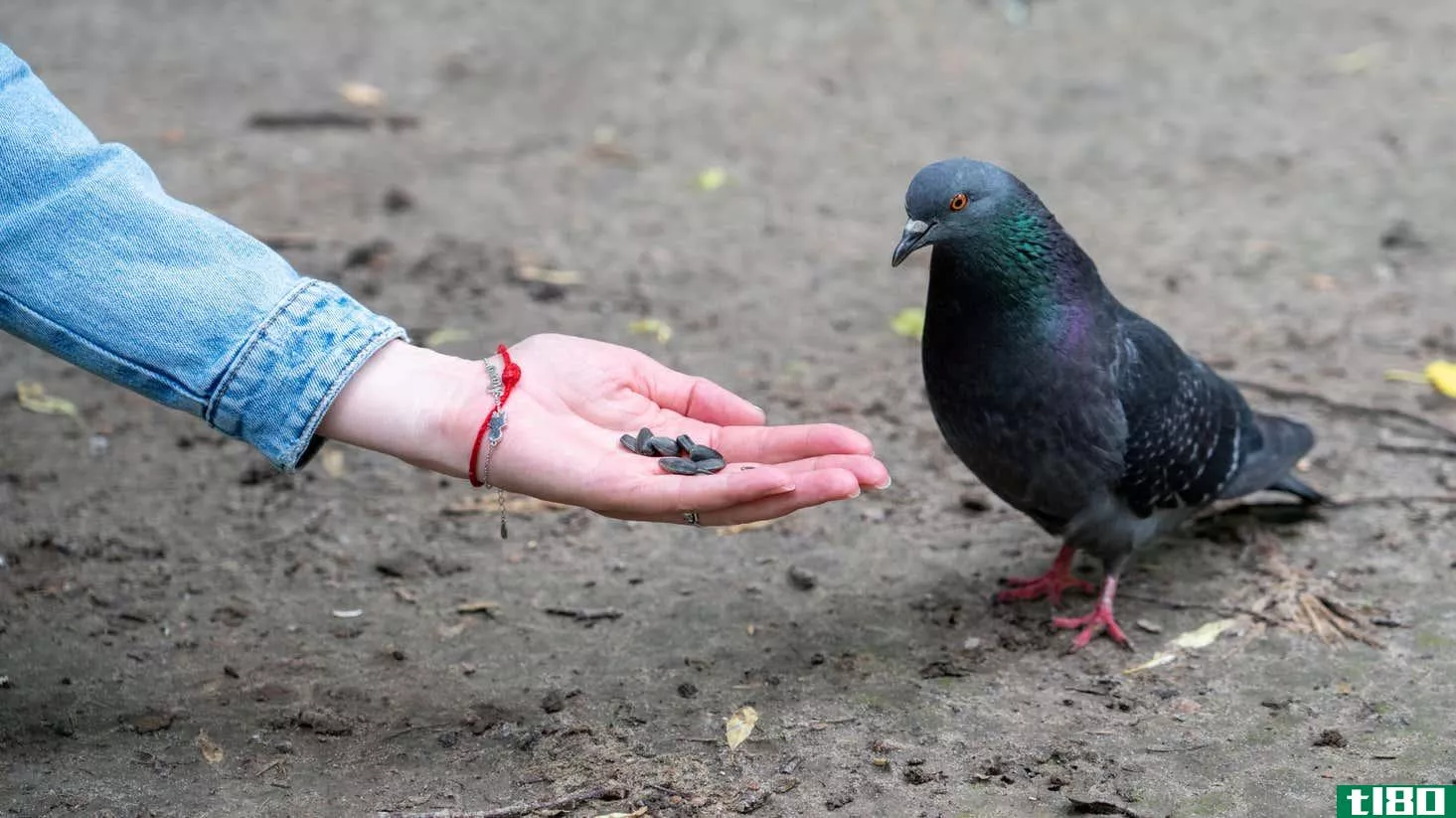 A pigeon pecks at seeds in a woman's outstretched palm