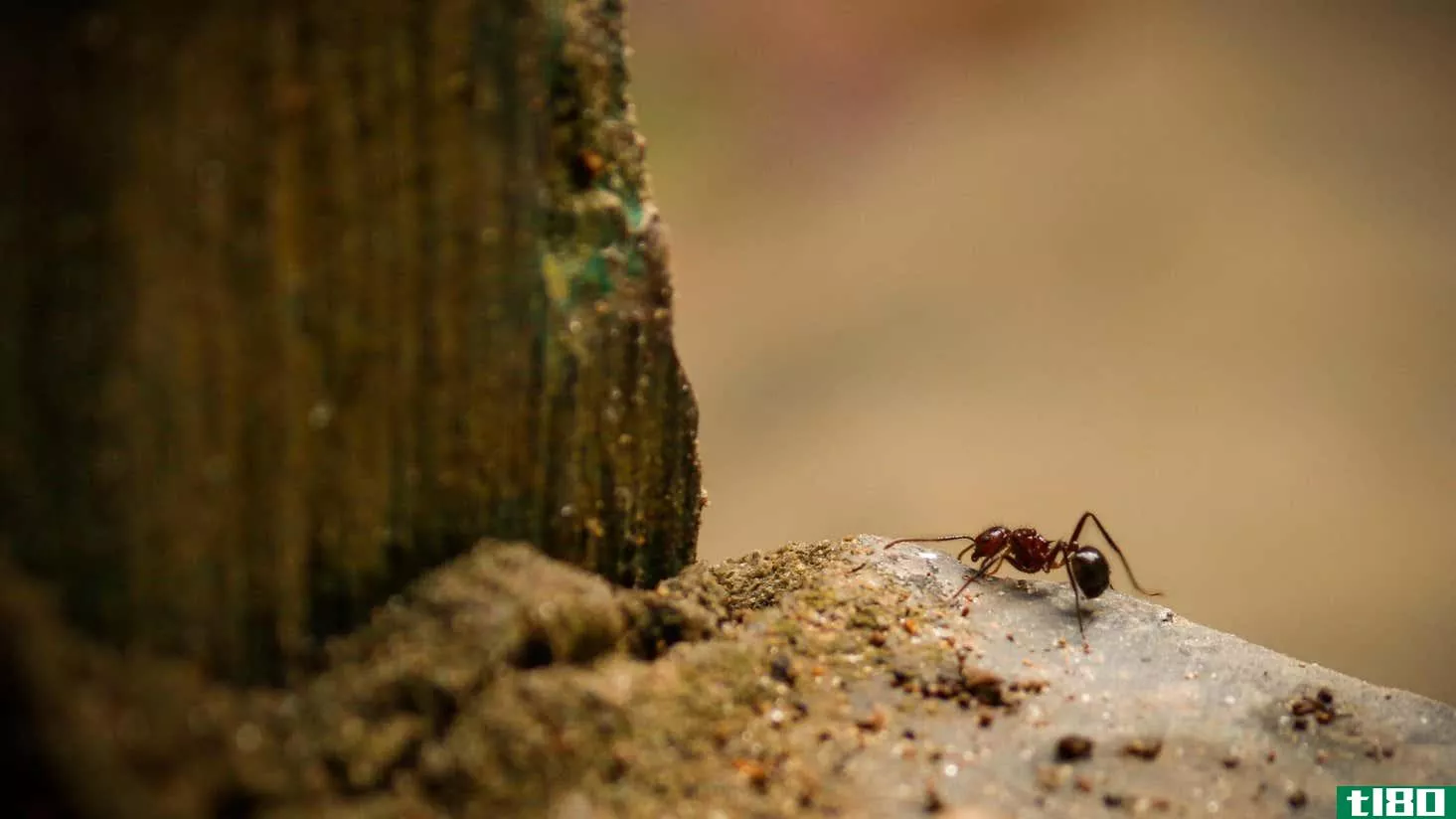 Image for article titled The Difference Between Termites and Ants, and How to Tell Them Apart