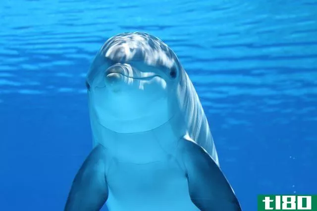 dolphin underwater