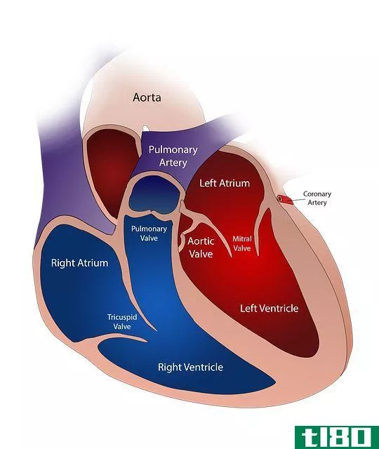 heart diagram