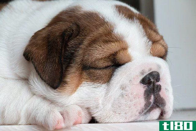 british bulldog sleeping
