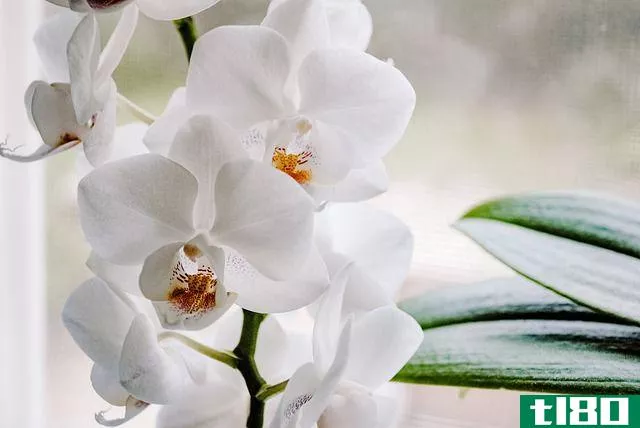 close-up of orchids