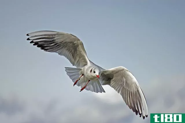 seagull soaring