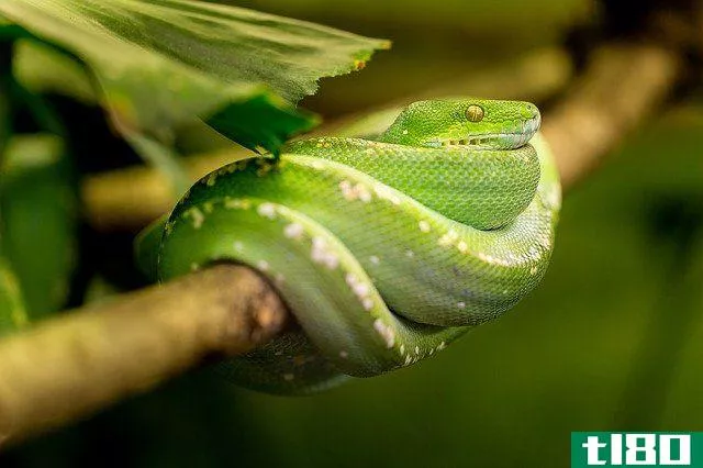 coiled up green snake