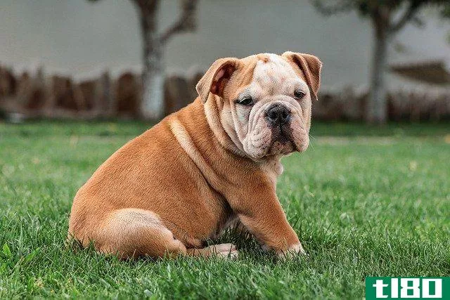 english bulldog sitting on grass