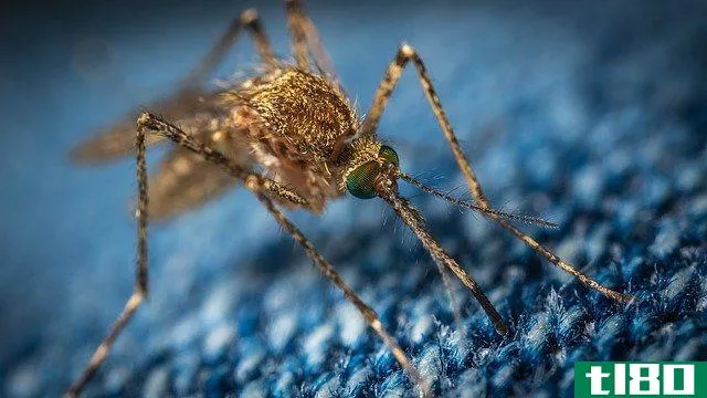 mosquito on blue fabric
