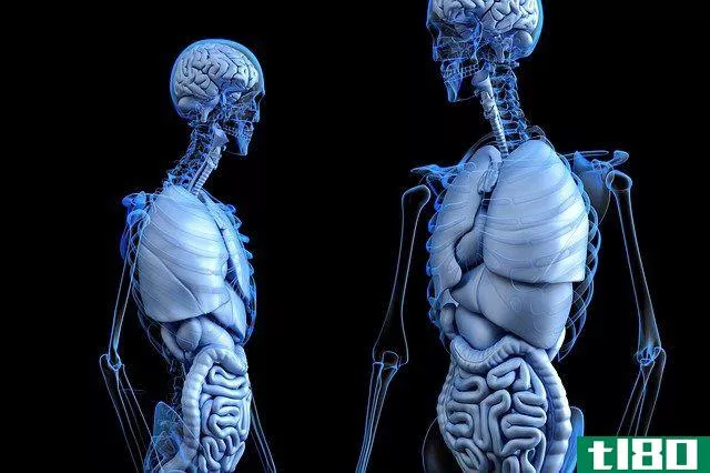 illustration of two human skeletons