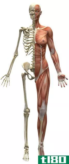 illustration of a skeleton with muscles