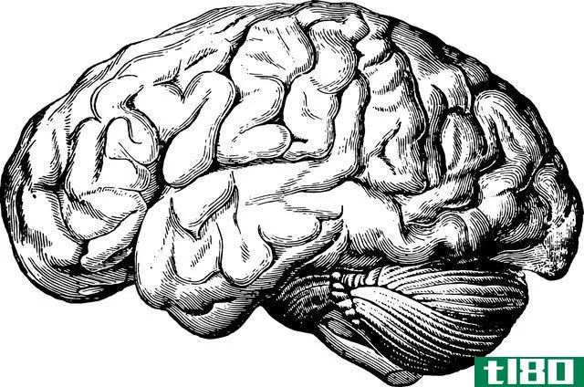 black and white illustration of a brain