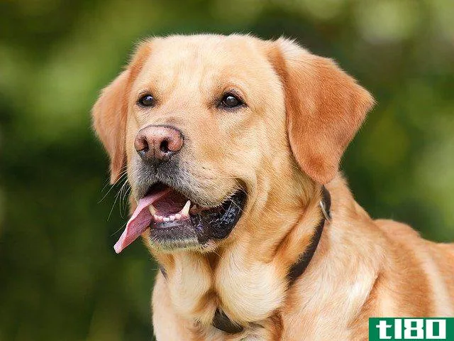 labrador with its tongue out