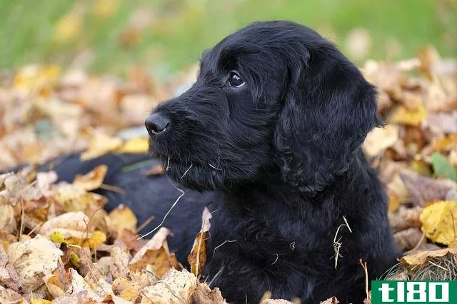 labradoodle puppy on dry leaves