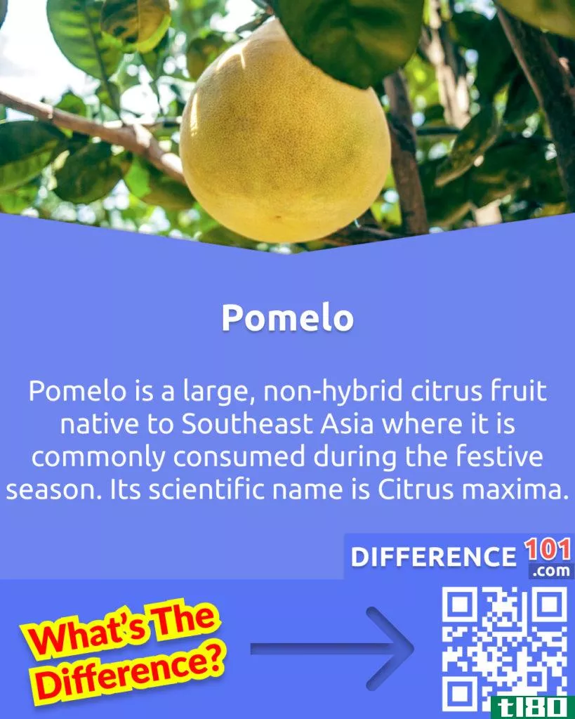What is Pomelo? Pomelo is a large, non-hybrid citrus fruit native to Southeast Asia where it is commonly consumed during the festive season. Its scientific name is Citrus maxima.