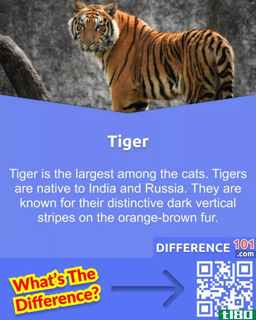 What is Tiger?