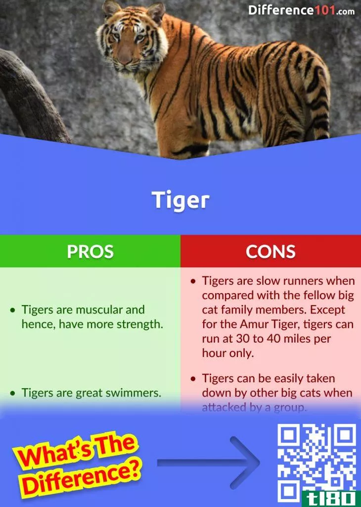 Tiger Strengths and Weaknesses