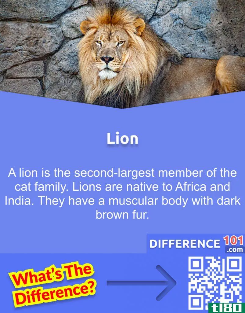What is a Lion?