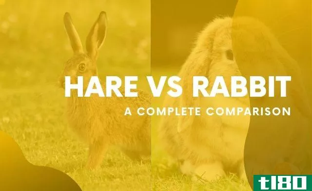 difference between hare and rabbit