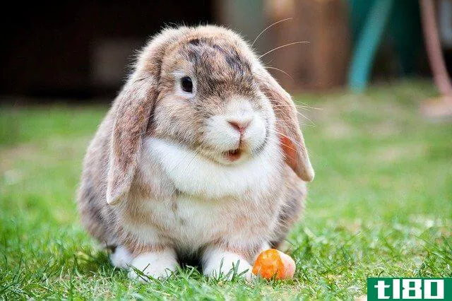 image of rabbit