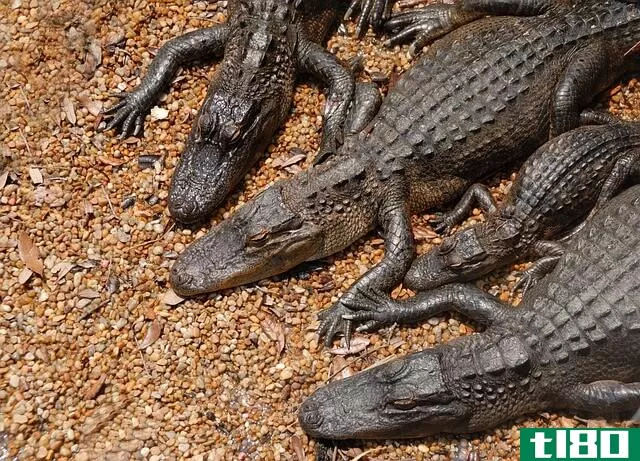 Alligators Fram