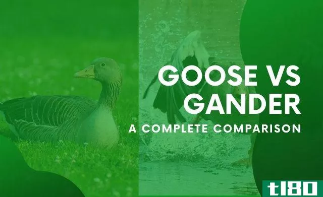 Difference between Goose and Gander