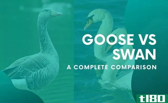 difference between Goose and Swan
