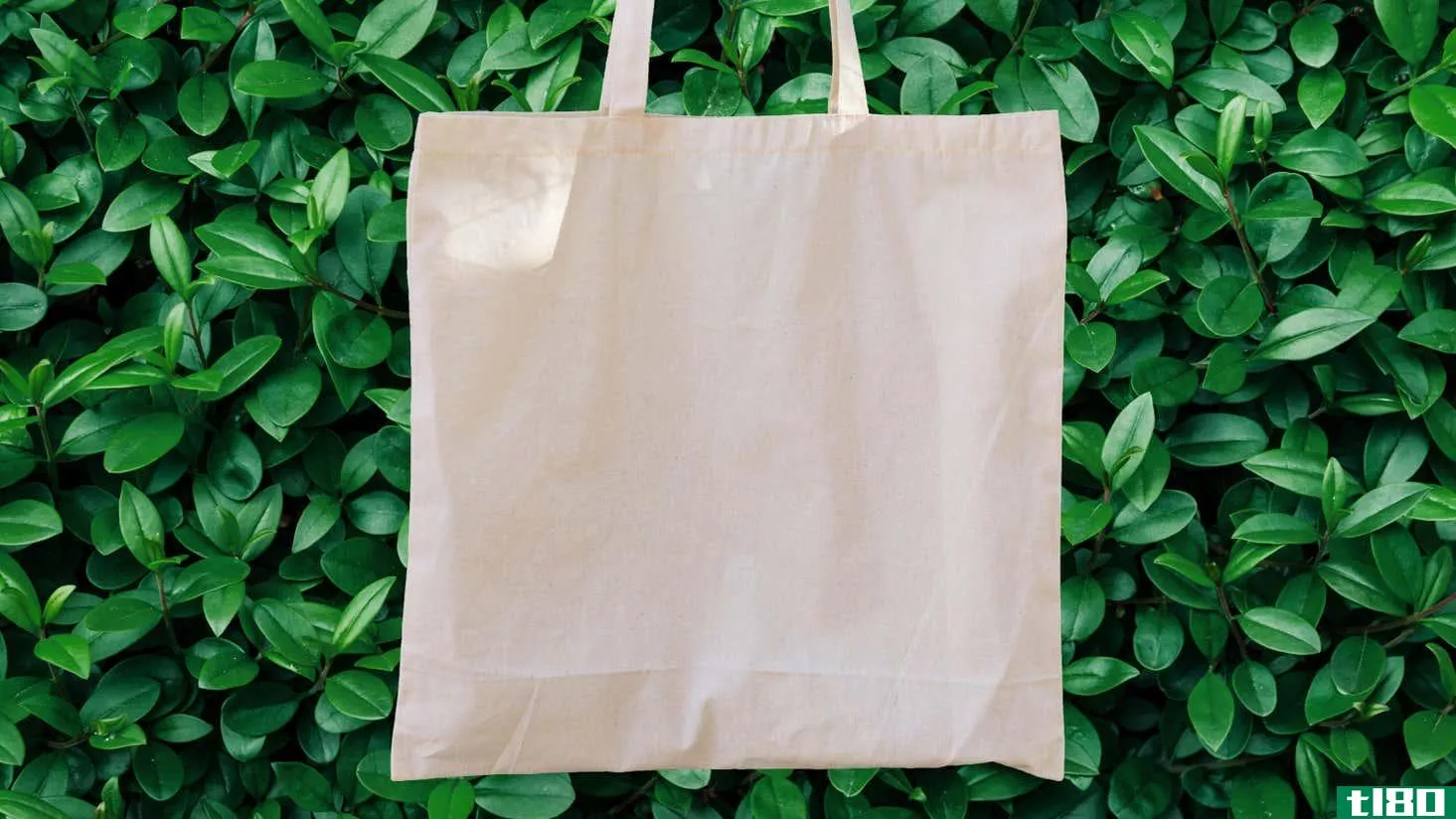 A decorative image of a cotton tote in front of a background of greenery 