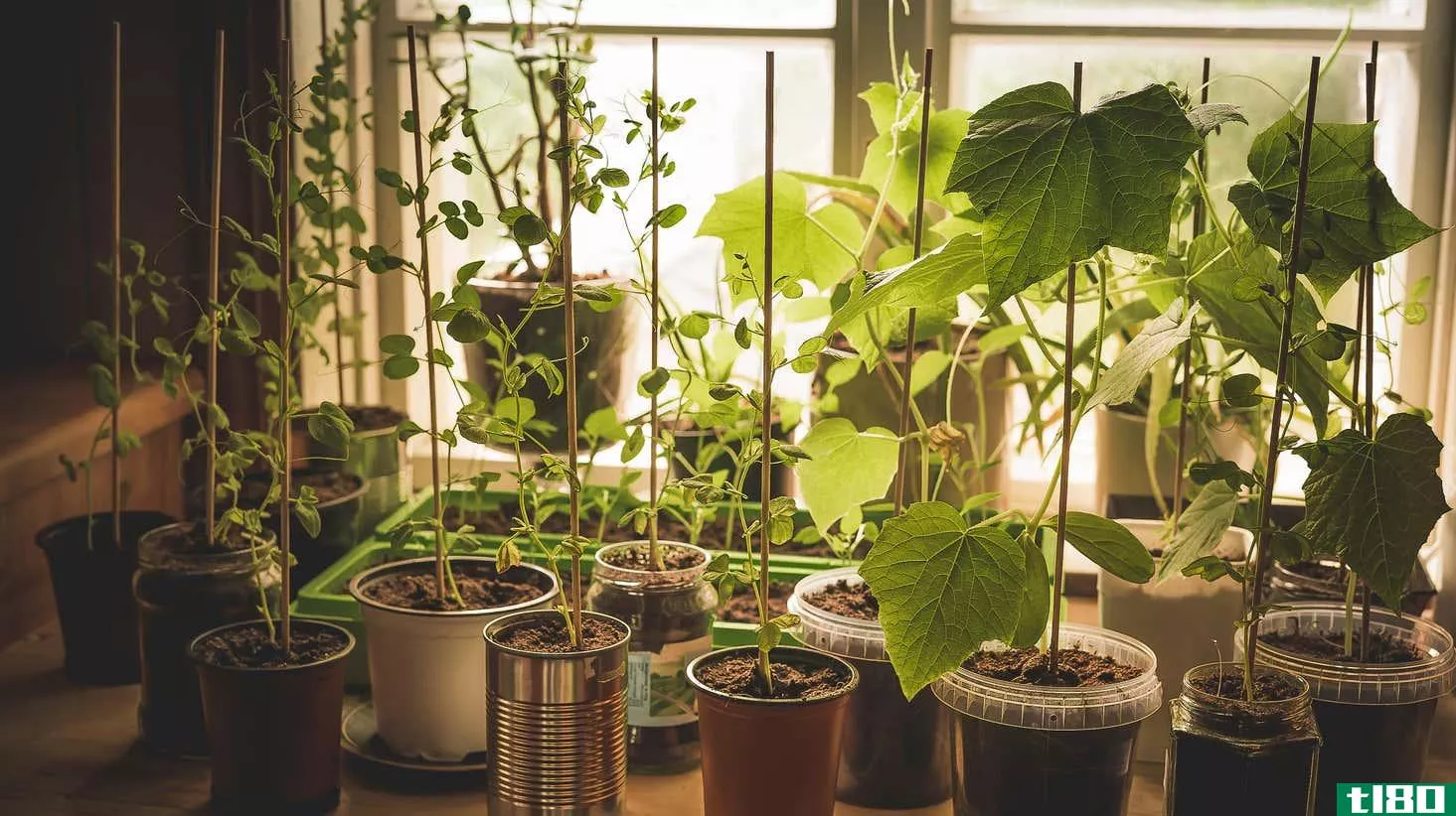 Image for article titled How to Start an Indoor Vegetable Garden