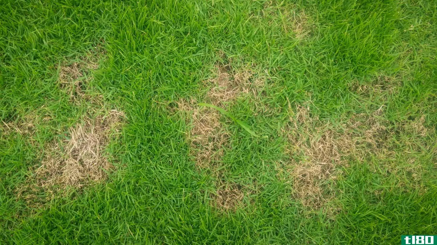 Image for article titled How to Patch the Dead Spots on Your Lawn