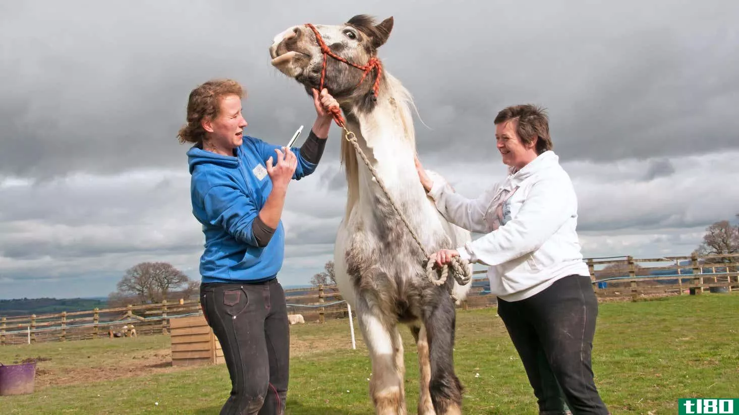 Routine wormer being administered by needle to a uncooperative horse by two women veterinarians 