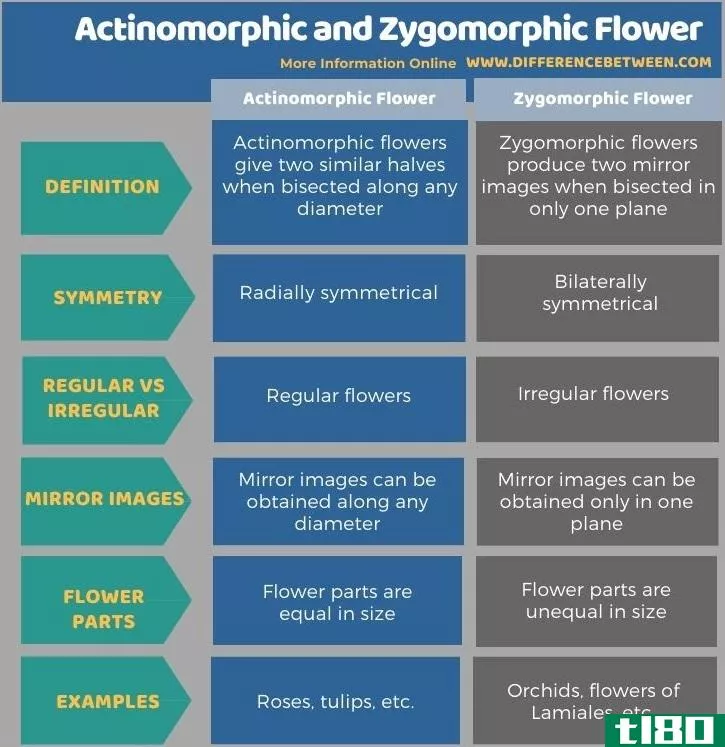 辐射对称的(actinomorphic)和左右对称花(zygomorphic flower)的区别