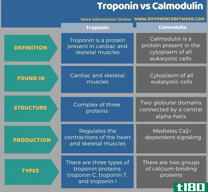 肌钙蛋白(troponin)和钙调蛋白(calmo****n)的区别