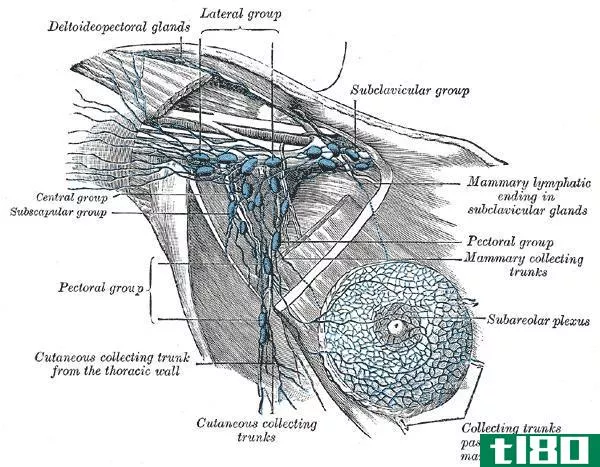 哨兵(sentinel)和腋窝淋巴结(axillary lymph nodes)的区别