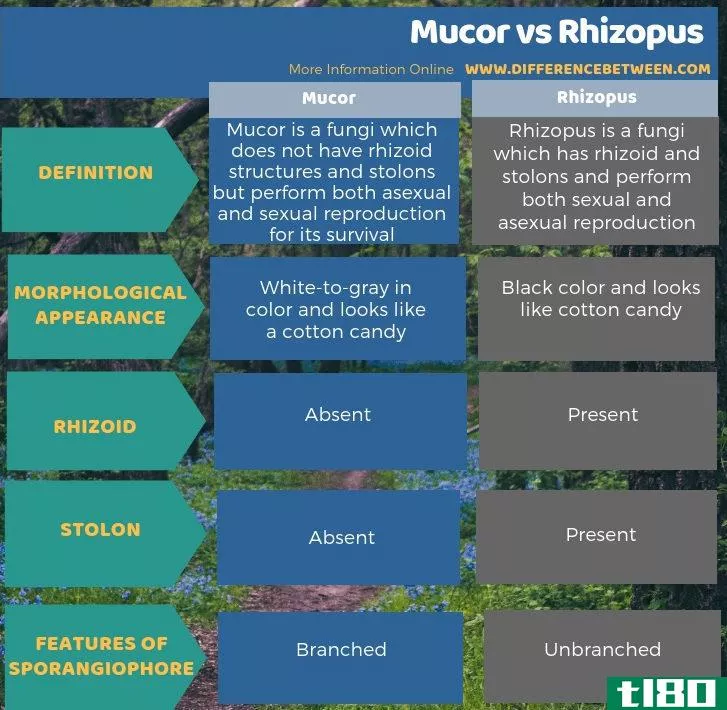 粘液(mucor)和根霉(rhizopus)的区别