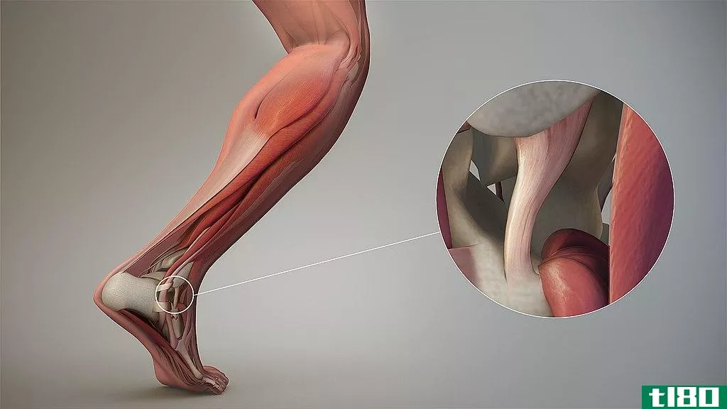 半月板(meniscus)和韧带(ligament)的区别