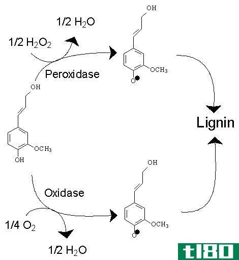 木质素(lignin)和苏贝林(suberin)的区别