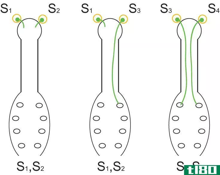 配子体(gametophytic)和孢子体自交不亲和性(sporophytic self incompatibility)的区别