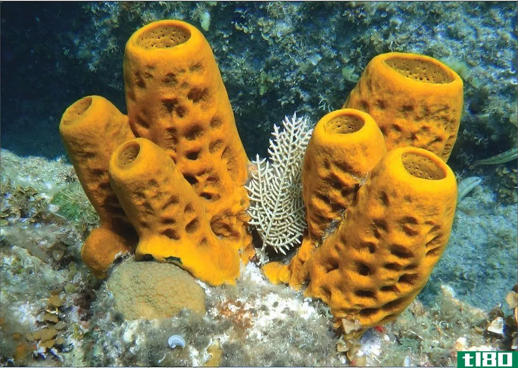 海绵(sponge)和九头蛇(hydra)的区别