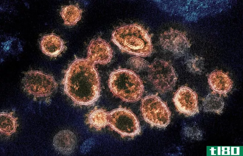 冠状病毒(coronavirus)和2019冠状病毒疾病(covid 19)的区别