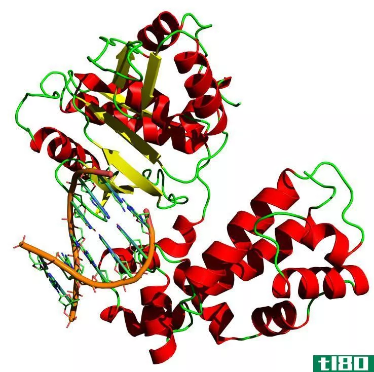 克莱诺碎片(klenow fragment)和dna聚合酶1(dna polymerase 1)的区别
