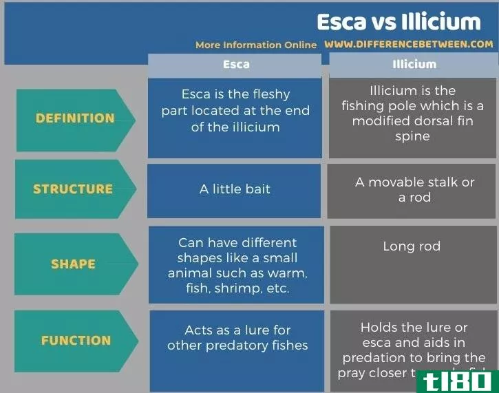 埃斯卡(esca)和八角(illicium)的区别