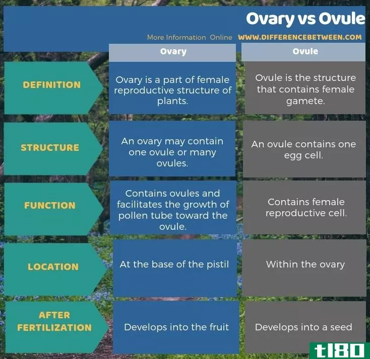 卵巢(ovary)和胚珠(ovule)的区别