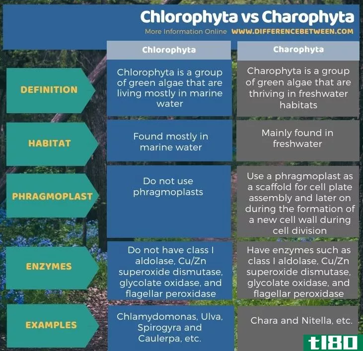 绿藻门(chlorophyta)和轮藻门(charophyta)的区别